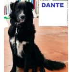 Dante Giovane Simil Border Affettuosissimo - Foto n. 2