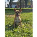 🐶 Altra Razza femmina in adozione a Vidigulfo (PV) da associazione animali