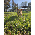 Ciri Cagnolina Timida - Foto n. 2