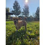 Ciri Cagnolina Timida - Foto n. 3