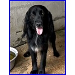 🐶 Altra Razza maschio in adozione a Milano (MI) e in tutta Italia da privato