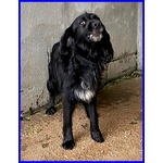 Roc 8 anni Circa Disperato X L'abbandono - Foto n. 2