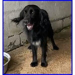 Roc 8 anni Circa Disperato X L'abbandono - Foto n. 3