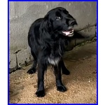 Roc 8 anni Circa Disperato X L'abbandono - Foto n. 4