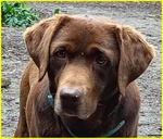 Kubra Stupenda Labrador Cieca - Foto n. 3