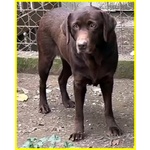 Kubra Stupenda Labrador Cieca - Foto n. 4