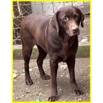 Kubra Stupenda Labrador Cieca - Foto n. 6