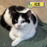 Ice Dolce Gattino Bianco e nero Cerca casa - in Adozione - Foto n. 1