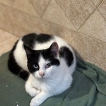 Ice Dolce Gattino Bianco e nero Cerca casa - in Adozione - Foto n. 2