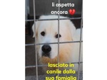 🐶 Pastore Maremmano maschio in adozione a Milano (MI) e in tutta Italia da privato