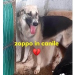🐶 Altra Razza maschio in adozione a Milano (MI) e in tutta Italia da privato