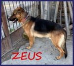 Zeus 3anni Bravo, Gettato Dall'auto! - Foto n. 2