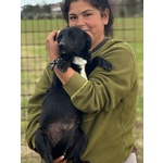 Noir Dolce Cagnolina Taglia Piccola Cerca casa - in Adozione - Foto n. 2