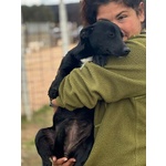 Noir Dolce Cagnolina Taglia Piccola Cerca casa - in Adozione - Foto n. 3
