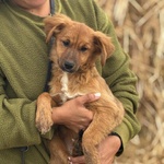 Nancy Dolce Cucciola 5 mesi Taglia Piccola Cerca casa - in Adozione - Foto n. 2