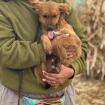 Nancy Dolce Cucciola 5 mesi Taglia Piccola Cerca casa - in Adozione - Foto n. 3