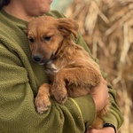 Nancy Dolce Cucciola 5 mesi Taglia Piccola Cerca casa - in Adozione - Foto n. 4