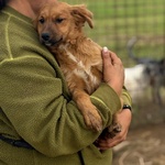 Nancy Dolce Cucciola 5 mesi Taglia Piccola Cerca casa - in Adozione - Foto n. 5