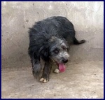 Laguna Giovane Aspetta la sua Famiglia - Foto n. 3