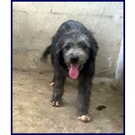 Laguna Giovane Aspetta la sua Famiglia - Foto n. 4