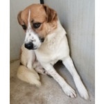 🐶 Altra Razza maschio in adozione a Milano (MI) e in tutta Italia da privato