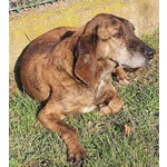 Nick Dolcissimo! Adatto a Tutti - Foto n. 2