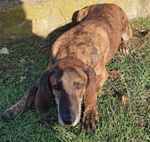 Nick Dolcissimo! Adatto a Tutti - Foto n. 3