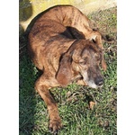 Nick Dolcissimo! Adatto a Tutti - Foto n. 4