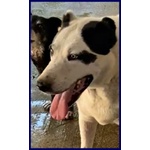 🐶 Altra Razza maschio in adozione a Milano (MI) e in tutta Italia da privato