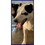 Homer Dolce Nonnino Nonostante i Maltrattamenti - Foto n. 3