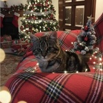 🐱 Altra Razza femmina di 4 mesi in adozione a Latina (LT) e in tutta Italia da associazione animali