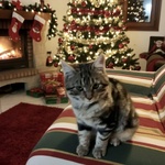 Jude Dolce Micina 5 mesi Cerca casa ... per Natale! - Foto n. 3