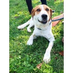 🐶 Altra Razza maschio in adozione a Milano (MI) e in tutta Italia da privato