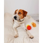 Tommy 7anni deve Finalmente Trovare Pace - Foto n. 2