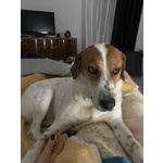 Tommy 7anni deve Finalmente Trovare Pace - Foto n. 5