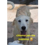 🐶 Altra Razza maschio in adozione a Milano (MI) e in tutta Italia da privato