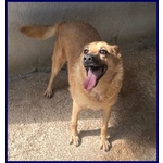 🐶 Altra Razza maschio in adozione a Milano (MI) e in tutta Italia da privato