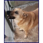 Bomber con Tanta Voglia di Giocare e di una Casa! - Foto n. 2