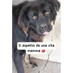 🐶 Altra Razza maschio in adozione a Milano (MI) e in tutta Italia da privato