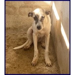 Roma 3anni Bella Timidina tg Media Contenuta - Foto n. 2