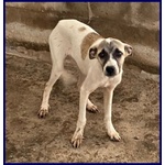 Roma 3anni Bella Timidina tg Media Contenuta - Foto n. 4