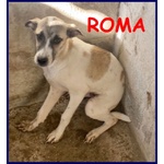 🐶 Altra Razza femmina in adozione a Milano (MI) e in tutta Italia da privato