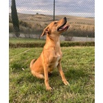 🐶 Altra Razza femmina in adozione a Milano (MI) e in tutta Italia da privato