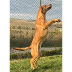 Cleopatra 8 mesi Un'esplosione di Simpatia - Foto n. 3