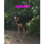 Woody 3anni una Bella Timidina! - Foto n. 2