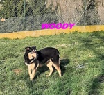 Woody 3anni una Bella Timidina! - Foto n. 3