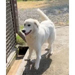 🐶 Pastore Maremmano maschio in adozione a Milano (MI) e in tutta Italia da privato