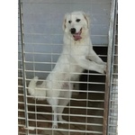 Jerry Giovane con Tanta Voglia di Correre e di Coccole - Foto n. 2