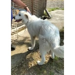 Jerry Giovane con Tanta Voglia di Correre e di Coccole - Foto n. 3