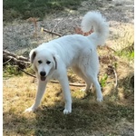 Jerry Giovane con Tanta Voglia di Correre e di Coccole - Foto n. 4